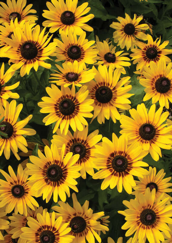 RUDBECKIA DENVER DAISY