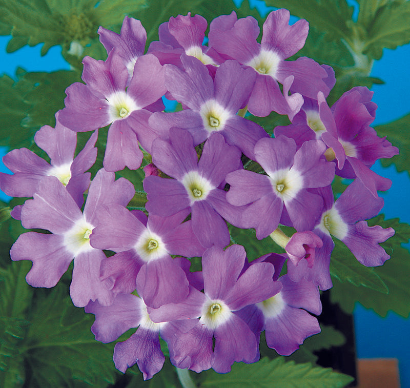 Verbena Obsession Blue With Eye