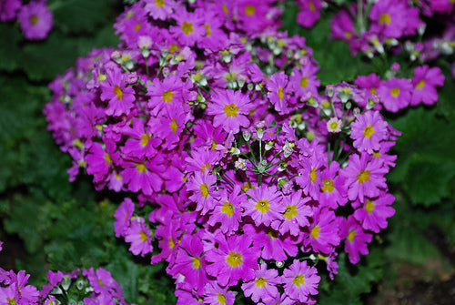 Primula Malacoides Lavender Shades. A mix of light to darker purple shades