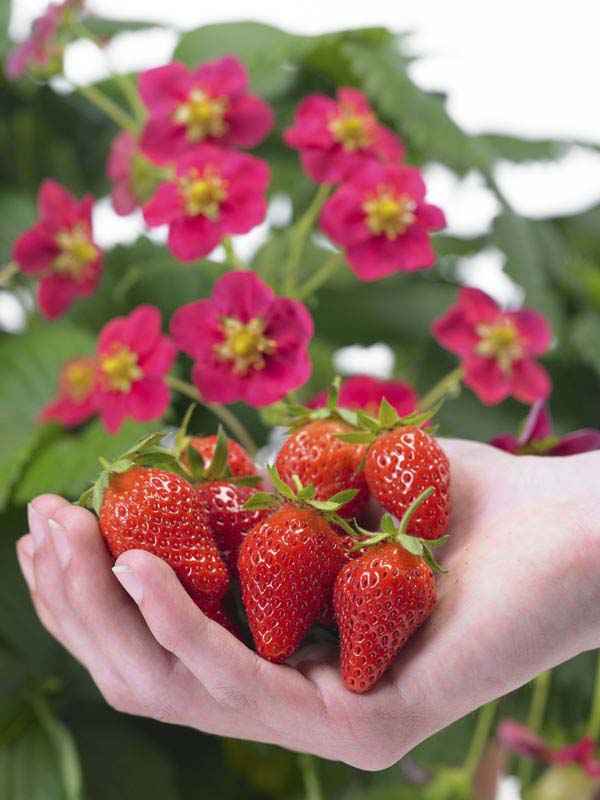 STRAWBERRY TOSCANA