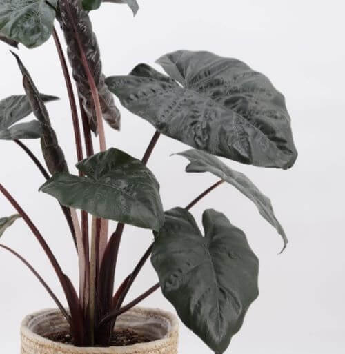 Alocasia Plumbea Nigra Nairobi Nights Seedlings