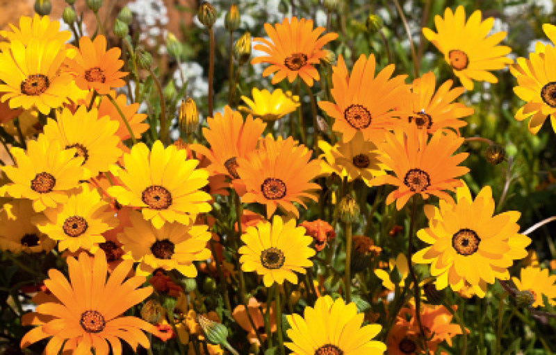 AFRICAN DAISY AURANTIACA MIX