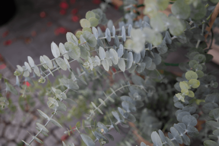 Eucalyptus Baby Blue Bouquet Seed