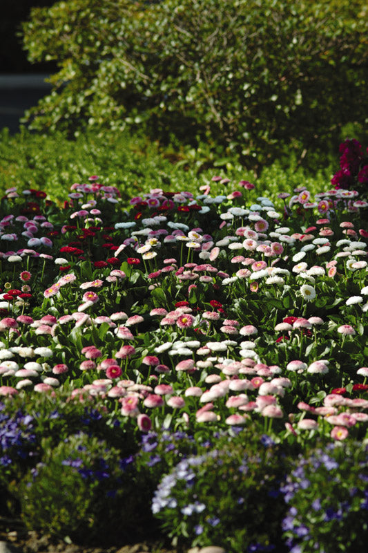 BELLIS BELLISIMA MIX