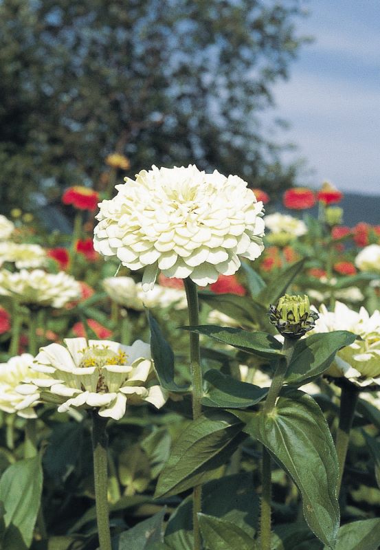 Zinnia Elegans Giant White