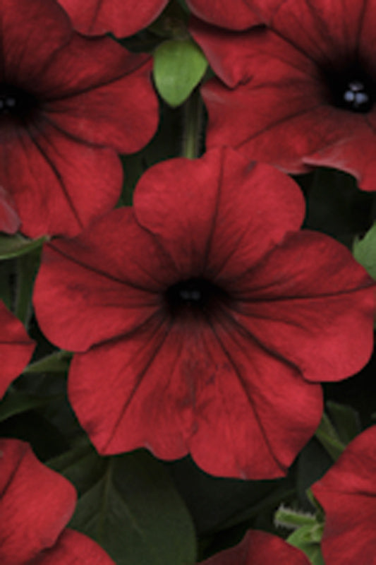 PETUNIA TIDAL WAVE RED VELOUR