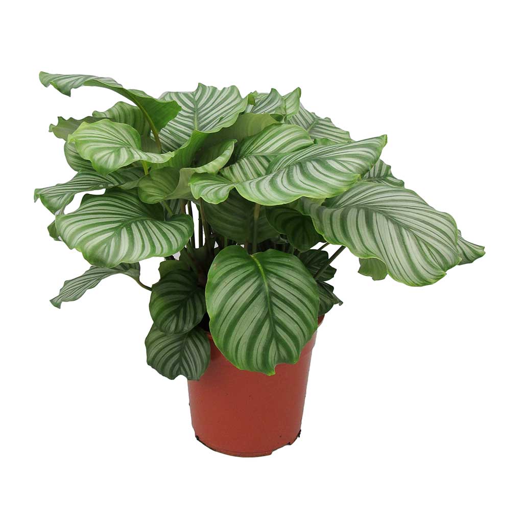 Calathea Orbiforlia