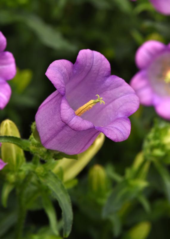 Campanula Campana Lilac