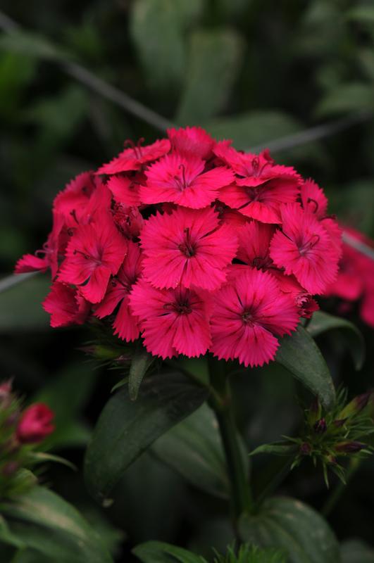 Dianthus Amazon Neon Cherry