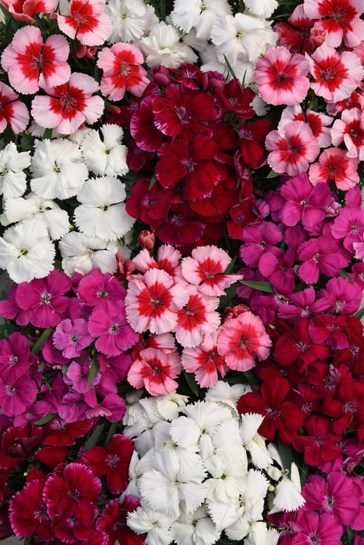 DIANTHUS CORONA MIX