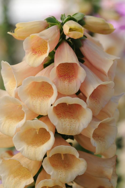 Digitalis Dalmation Peach