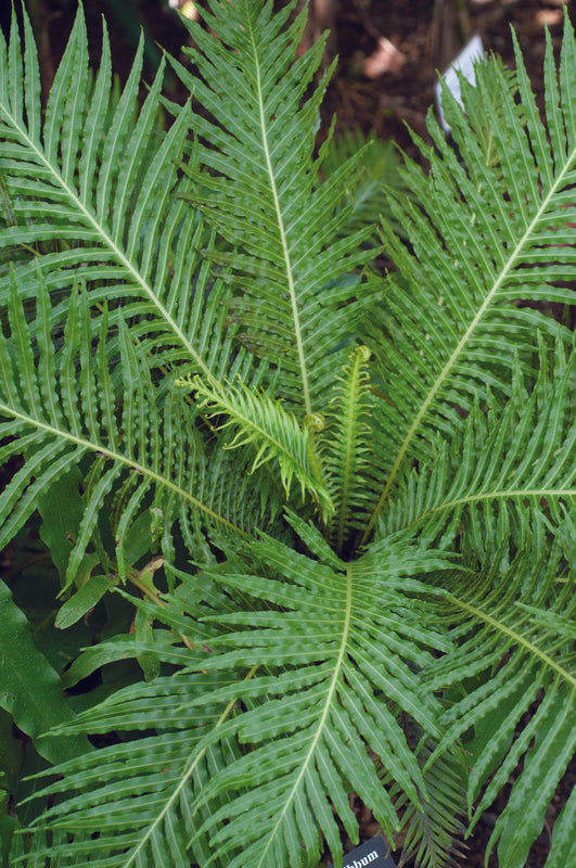Fern Blechnum Silver Lady