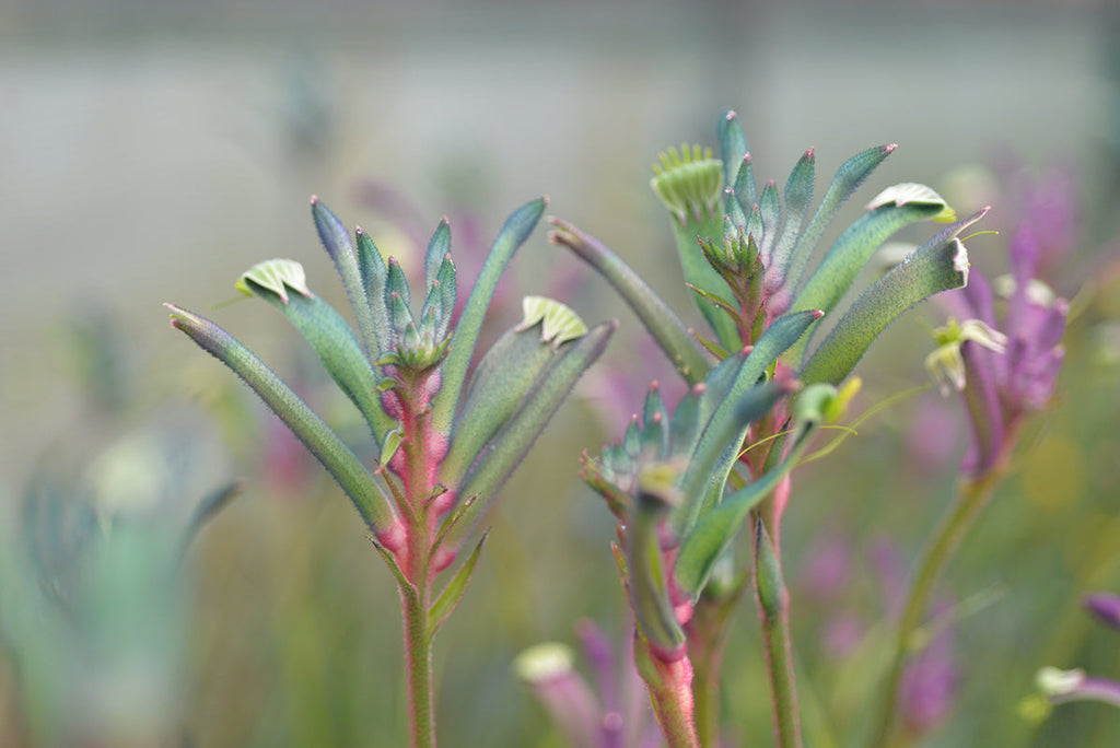 Anigozanthos Celebrations Fireworks