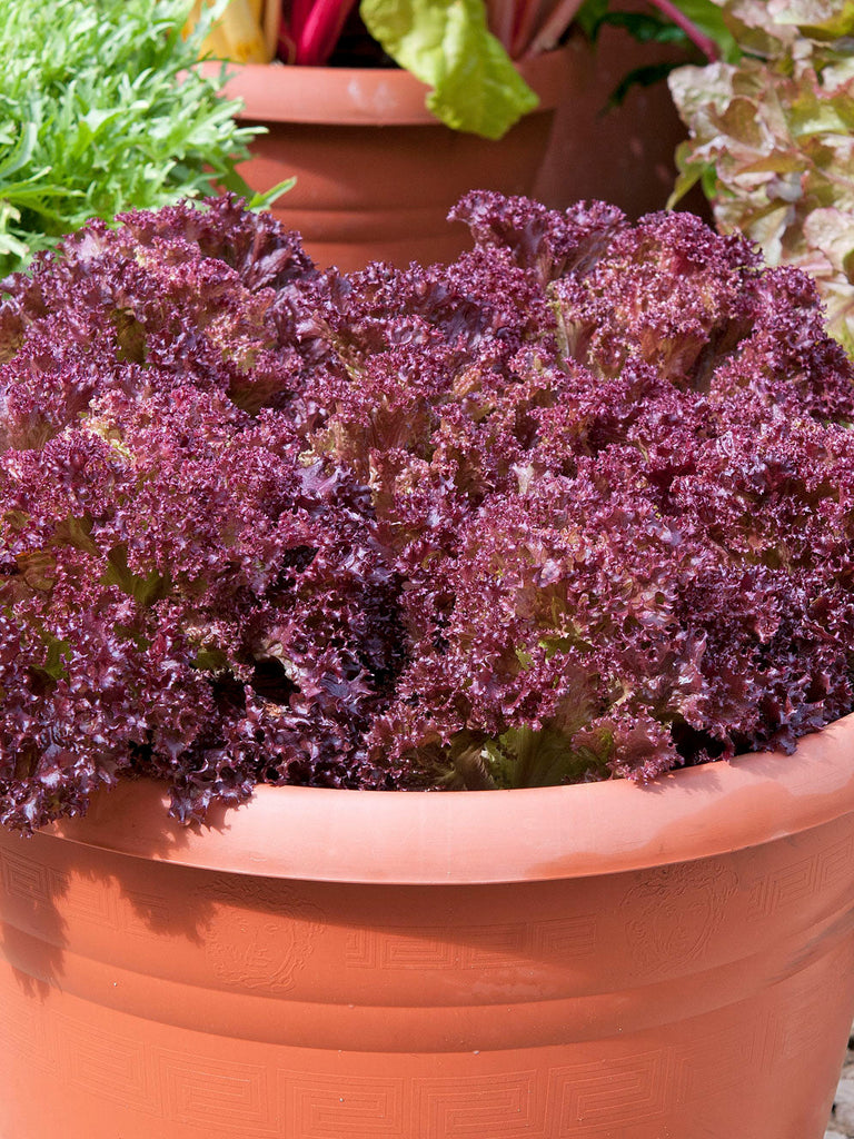LETTUCE LOLLA ROSSA