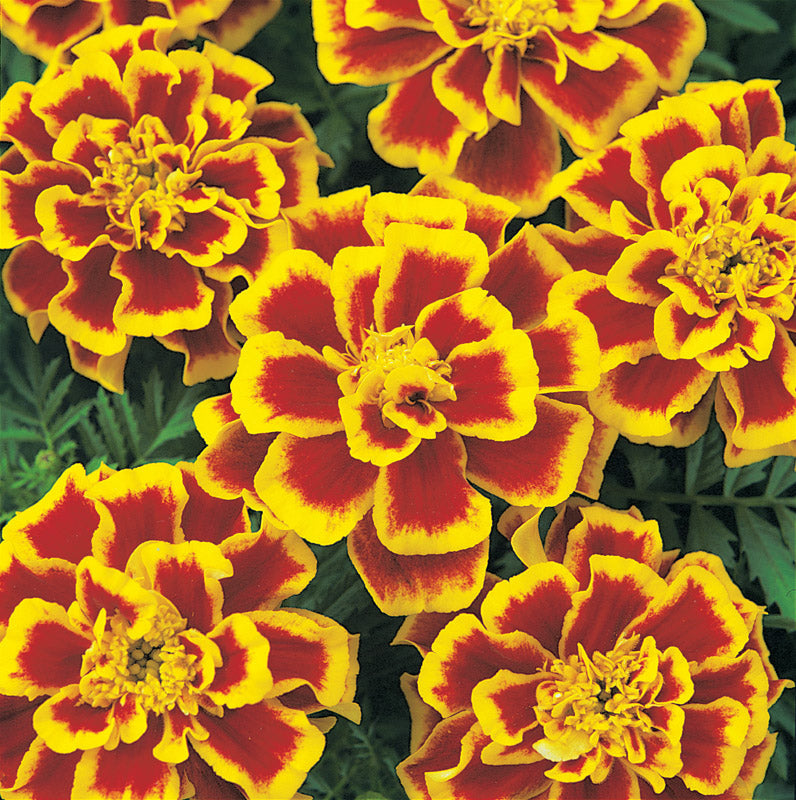 MARIGOLD DURANGO BEE