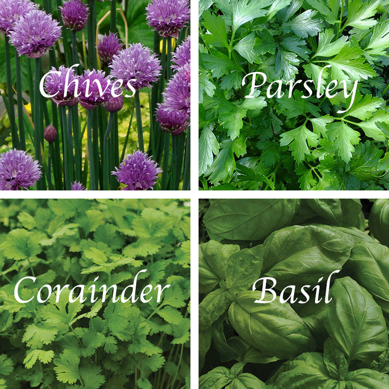 herb garden seed mix Ubuntuberg Herb Garden Seed Mix – Ubuntuberg Farms