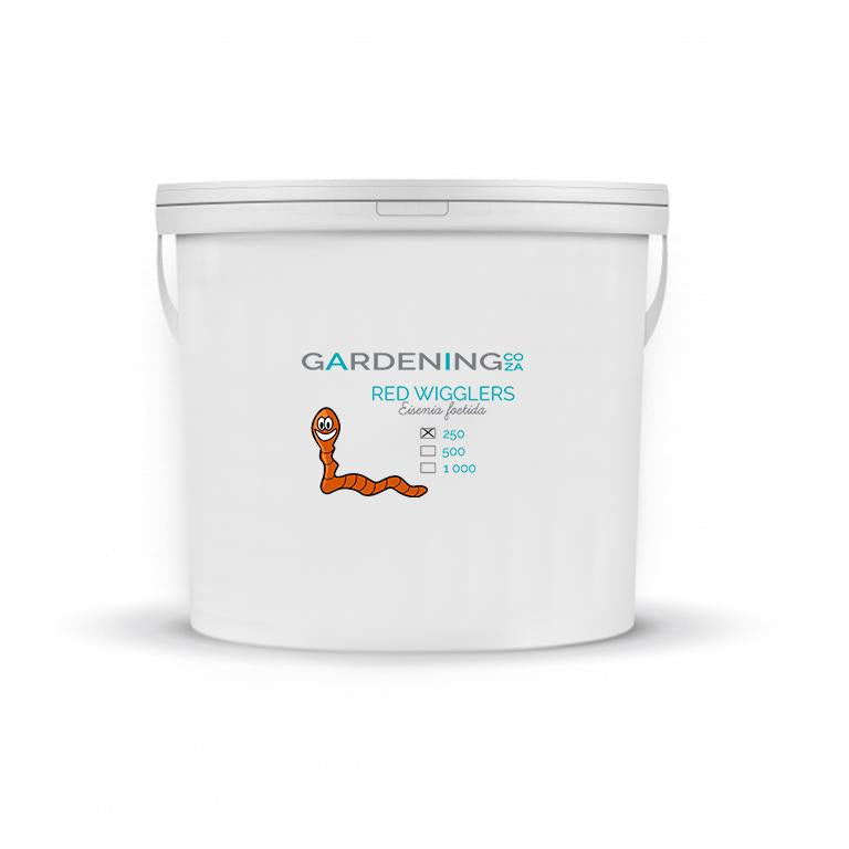 Red Wiggler Worms (Eisenia foetida) – 250-GARDENING.co.za