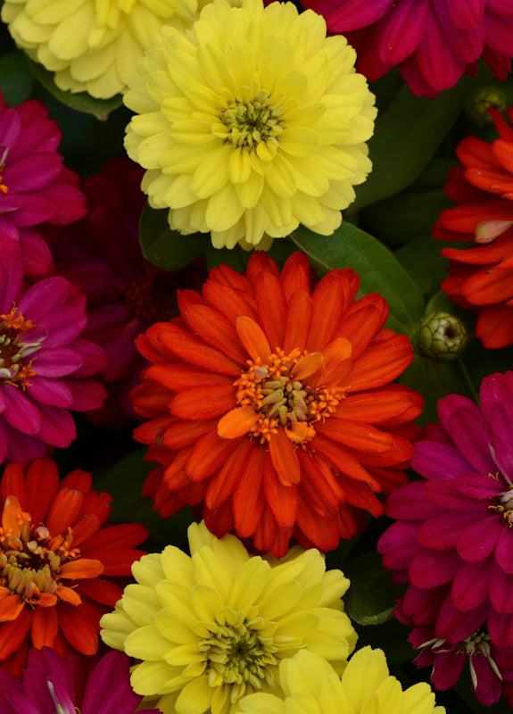 ZINNIA ZAHARA DOUBLE BRILLIANT MIX