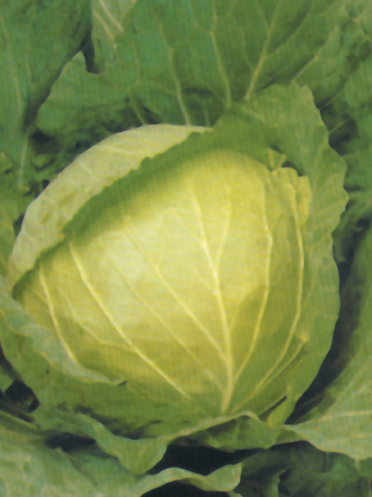 CABBAGE DRUMHEAD