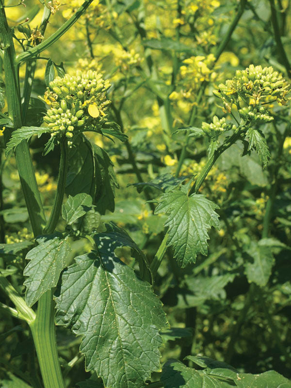 yellow mustard seeds plant Mustard Yellow Seeds from GroPak – Ubuntuberg Farms