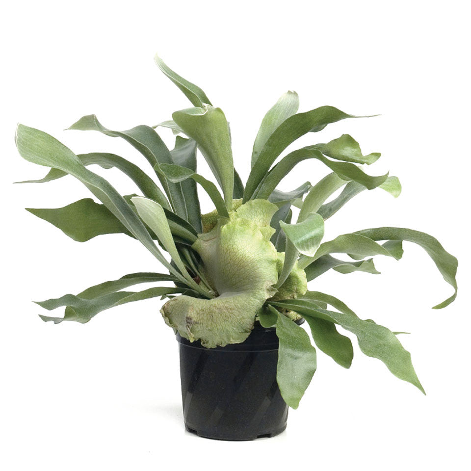 Fern Elkhorn