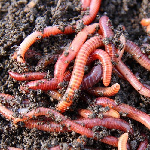Red Wigglers (Eisenia foetida) – 500 - GARDENING.co.za